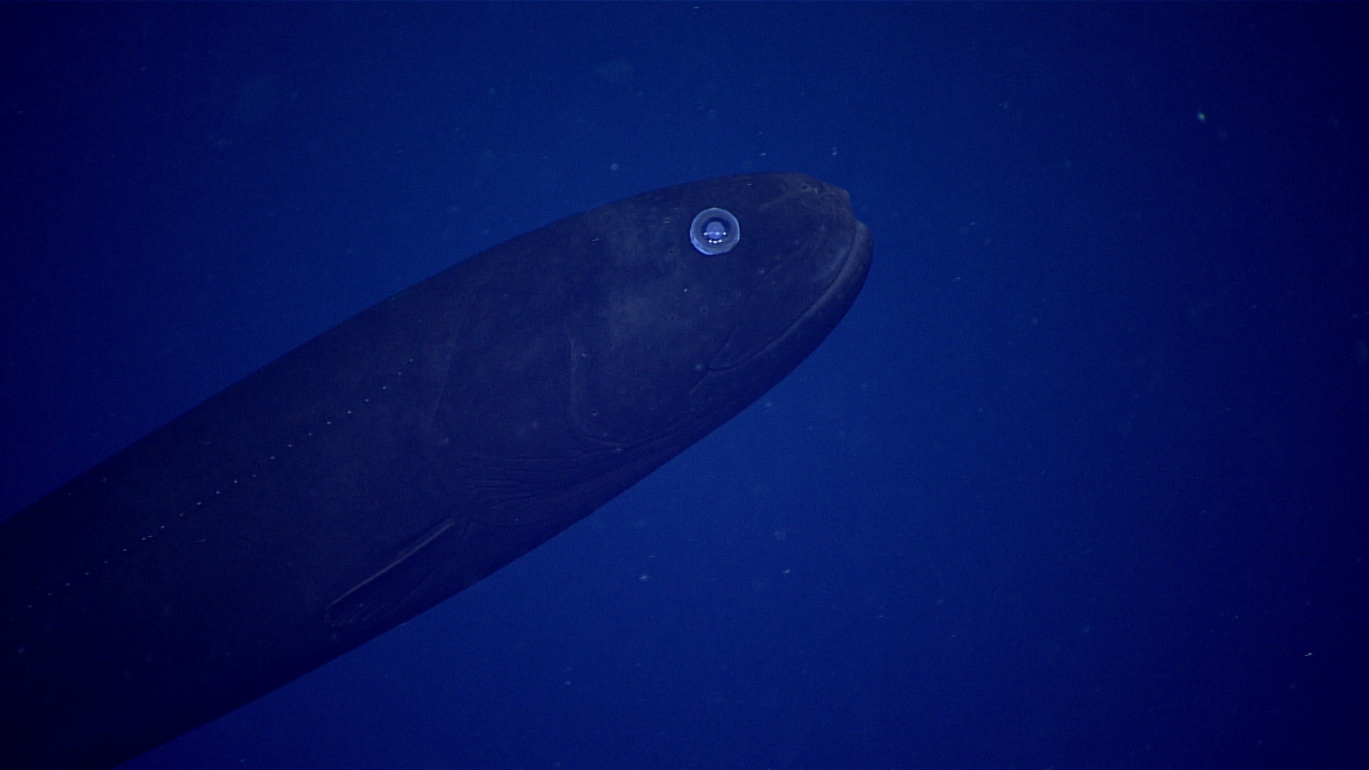 Imagem de referência relacionada a Leptochilichthys, item descrito como género de peixes