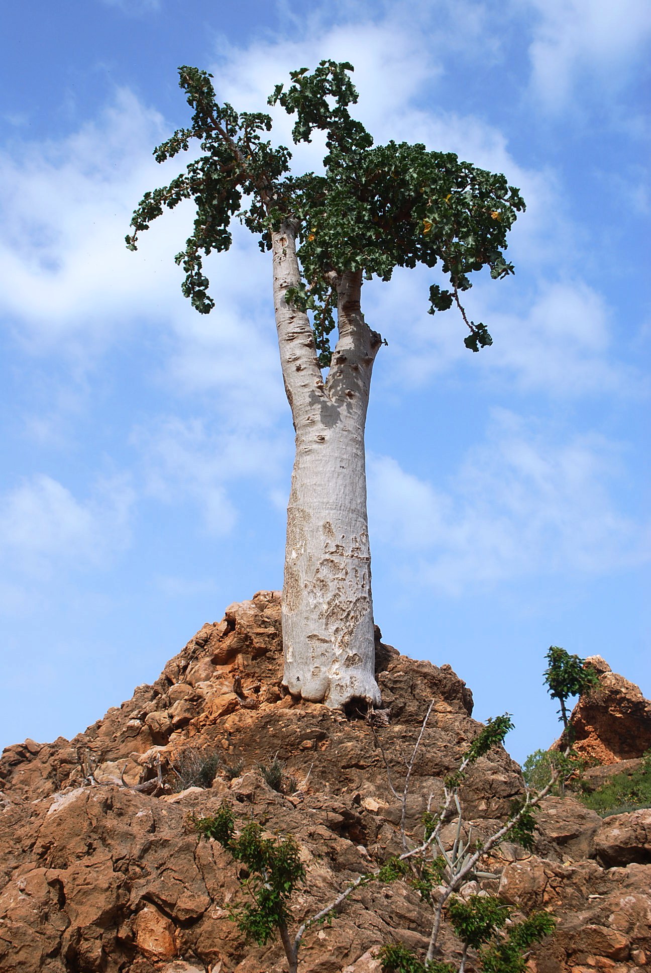 Imagem de referência relacionada a Dendrosicyos, item descrito como espécie de planta