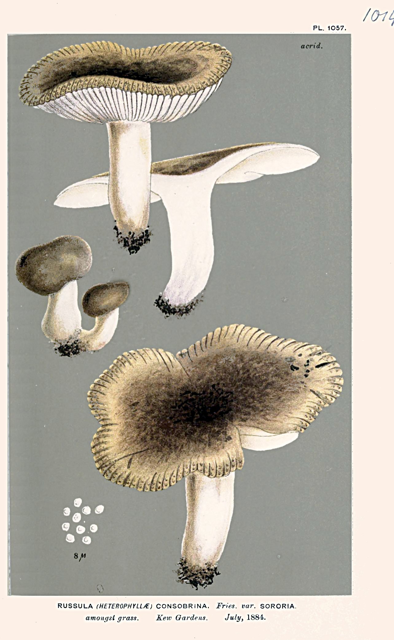 Imagem de referência relacionada a Russula sororia, item descrito como registro de referência sobre Russula sororia, organizado a partir de dados estruturados abertos